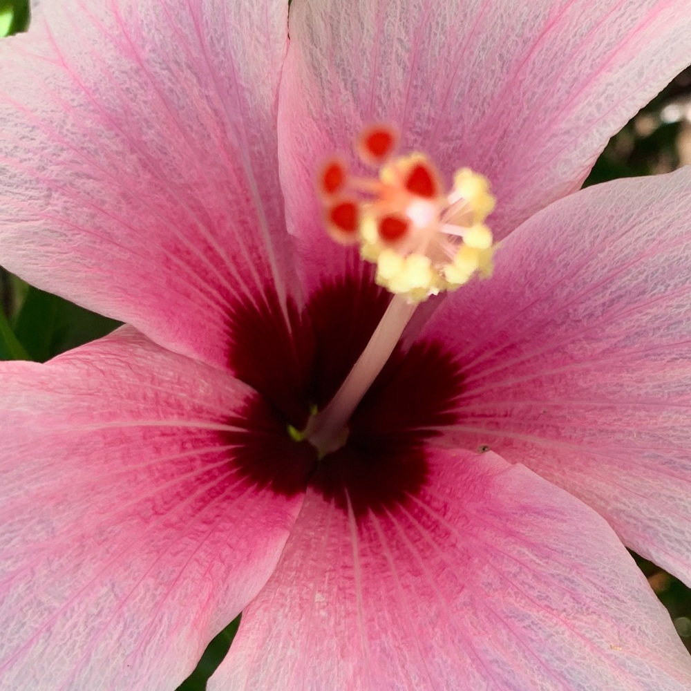 Meet your Posher, Ollie